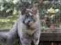 Maine Coon Youngster aus Golenz