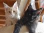Maine Coon Baby aus Friedrichswalde