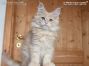 Maine Coon Baby aus Friedrichswalde