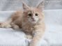 Maine Coon Welpe aus Dresden