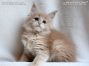 Maine Coon Welpe aus Sachsen