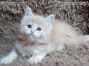 Maine Coon Welpe aus Dresden