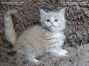 Maine Coon Kätzchen aus Dresden