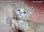 Maine Coon Kitten aus Dresden