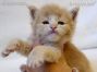 Maine Coon Kitten aus Deutschland