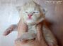 Maine Coon Baby aus Dresden