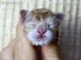 Maine Coon Baby aus Sachsen