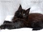 Maine Coon Welpe aus Dresden