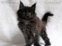 Maine Coon Welpe aus Deutschland