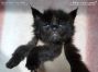 Maine Coon Kitten aus Dresden