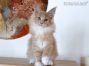 Maine Coon Baby aus Friedrichswalde