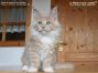 Maine Coon Baby aus Friedrichswalde