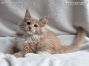 Maine Coon Welpe aus Dresden