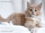 Maine Coon Welpe aus Deutschland