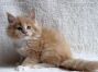 Maine Coon Welpe aus Sachsen