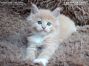 Maine Coon Welpe aus Dresden