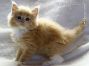 Maine Coon Kätzchen aus Dresden