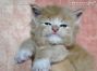 Maine Coon Baby aus Dresden