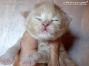 Maine Coon Baby aus Dresden