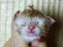Maine Coon Baby aus Sachsen