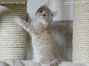 Bonny ist ein Kitten of Maine Coon Castle
