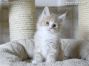 Maine Coon Kätzchen aus Dresden