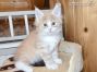 Maine Coon Kätzchen aus Sachsen