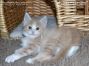 Maine Coon Kätzchen aus Deutschland