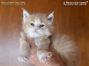 Maine Coon Kitten aus Deutschland