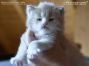 Maine Coon Kitten aus Sachsen