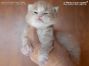 Maine Coon Kitten aus Dresden