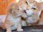 Maine Coon Baby aus Deutschland