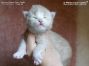 Maine Coon Baby aus Dresden
