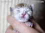 Maine Coon Baby aus Sachsen