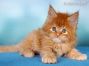 red-tabby-ticked Maine Coon Kitten aus Deutschland