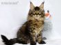 black-tabby-mc Maine Coon Welpe aus Sachsen