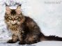 black-tabby-mc Maine Coon Welpe aus Deutschland
