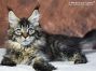 black-tabby-mc Maine Coon Kätzchen aus Deutschland