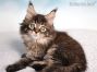black-tabby-mc Maine Coon Kätzchen aus Dresden
