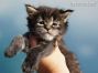 black-tabby-mc Maine Coon Baby aus Sachsen