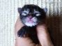 male Maine Coon Welpe