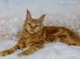 red-tabby-cl Maine Coon Kater aus Dresden
