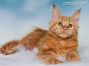 red-tabby-cl Maine Coon Welpe aus Dresden