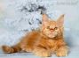 red-tabby-cl Maine Coon Welpe aus Deutschland