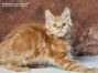 red-tabby-cl Maine Coon Kätzchen aus Deutschland