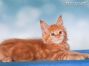 red-tabby-cl Maine Coon Kätzchen aus Sachsen