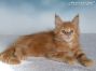 red-tabby-cl Maine Coon Kätzchen aus Dresden