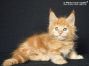 red-tabby-cl Maine Coon Kitten aus Dresden