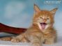 red-tabby-cl Maine Coon Kitten aus Sachsen