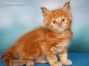 red-tabby-cl Maine Coon Kitten aus Deutschland